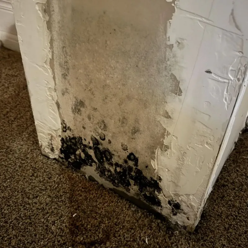 Professional Mold Removal in Gillette, WY